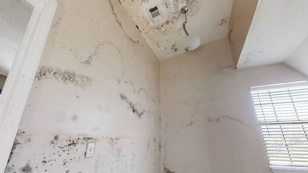 Best Crawl Space Mold Remediation  in Freeport, TX