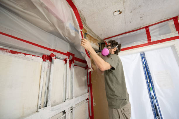 Best Basement Mold Removal  in Freeport, TX