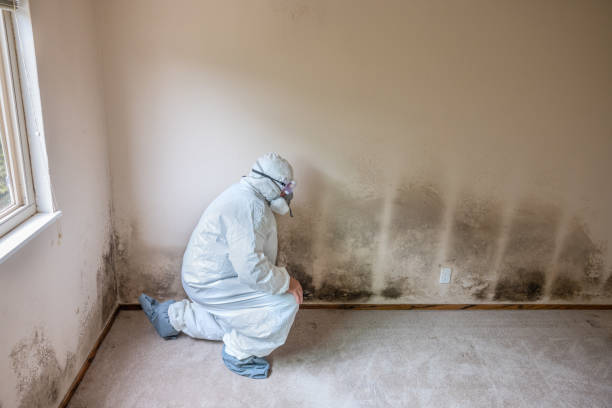 Freeport, TX Mold Removal Company